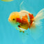 A Grade Lipstick Kohaku Red White Oranda Male 5.5 inches #102326OR_19