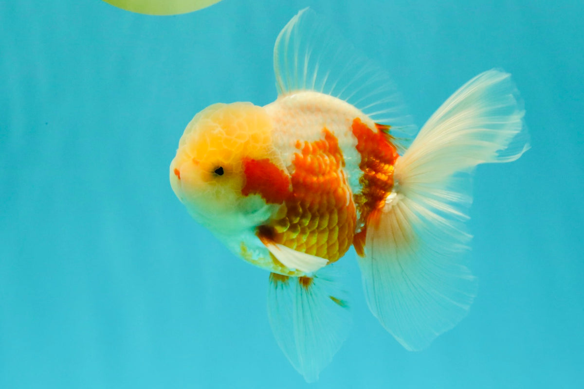 A Grade Lipstick Kohaku Red White Oranda Male 5.5 inches #102326OR_19
