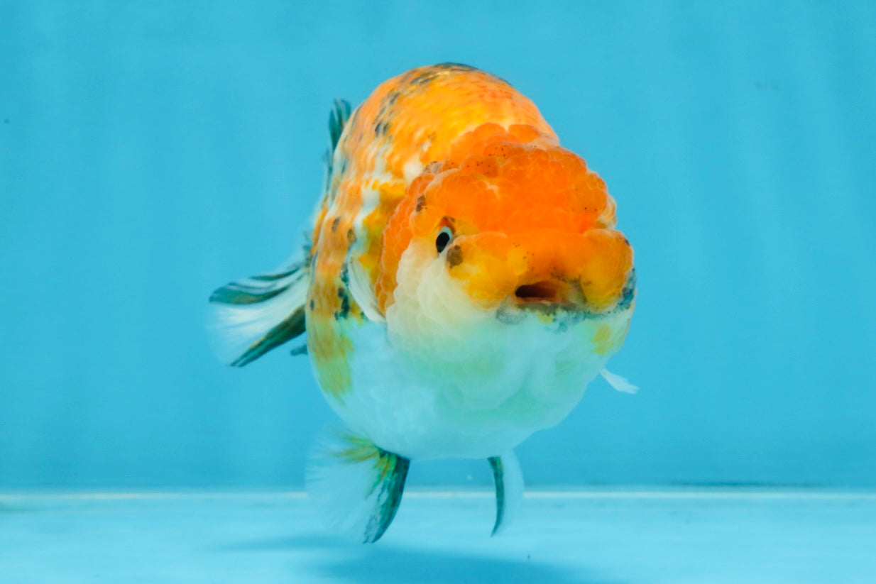 Tricolor Lionchu Female 5 inches #103125LC_16