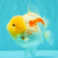 CHUBBY AAA Grade Red White Yuanbao Female 5-5.5 inches #061926YB_32