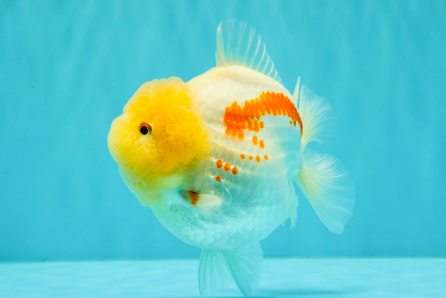 CHUBBY AAA Grade Red White Yuanbao Female 5-5.5 inches #061926YB_32