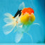 A Grade Chubby Cheeks Tricolor Oranda Female 5.5 inches #081525OR_16