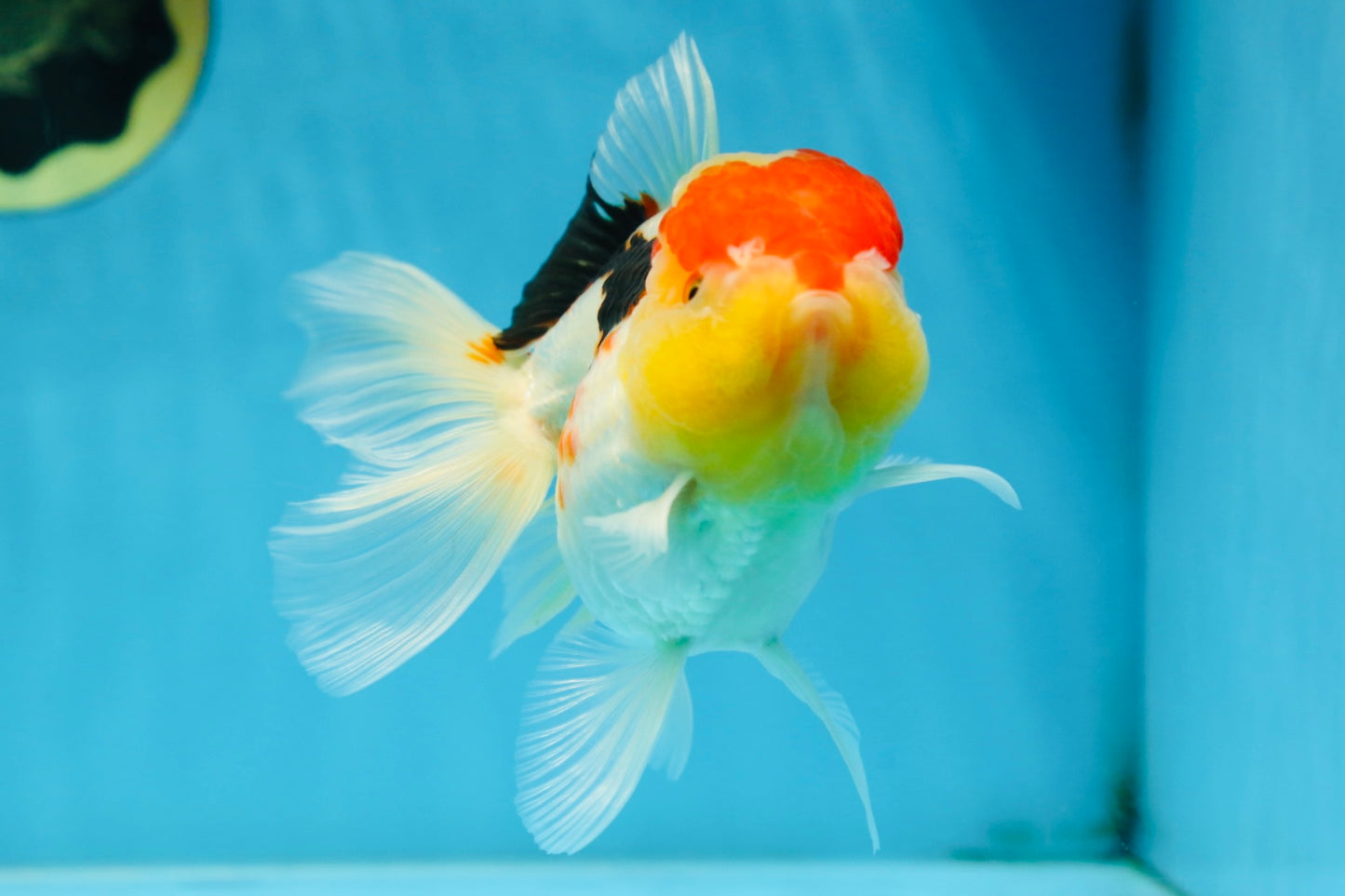 A Grade Chubby Cheeks Tricolor Oranda Female 5.5 inches #081525OR_16