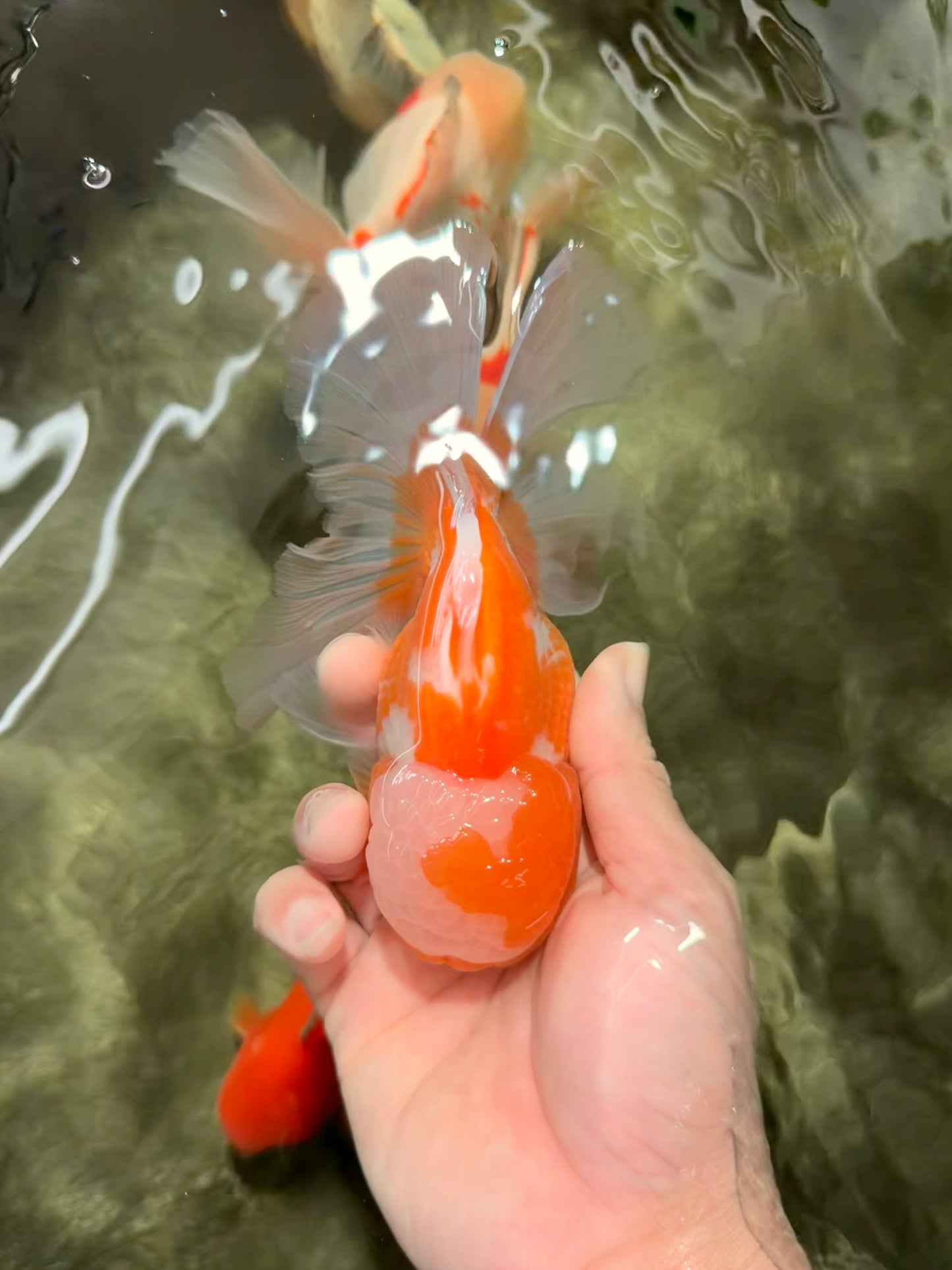 A Grade Cheese Orange White Oranda Male 5.5 inches #062626OR_22