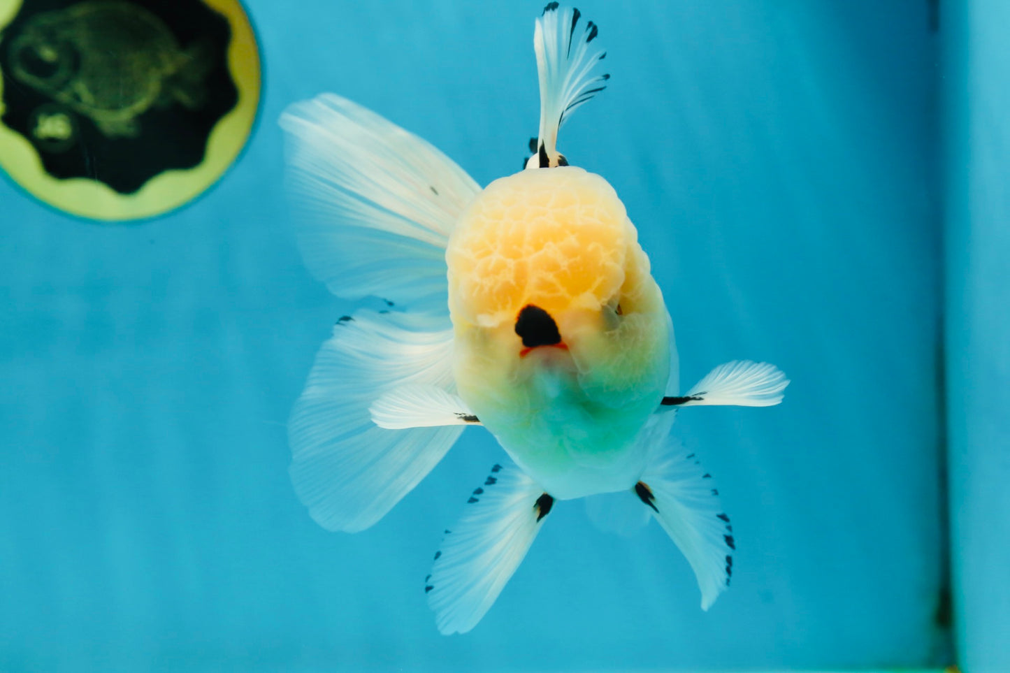 AAA Grade Tricolor Oranda Male 5.5 inches #050925OR_40