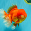 GIANT A Grade Jumbo Red White Oranda Female 7.5 inches #031326OR_05