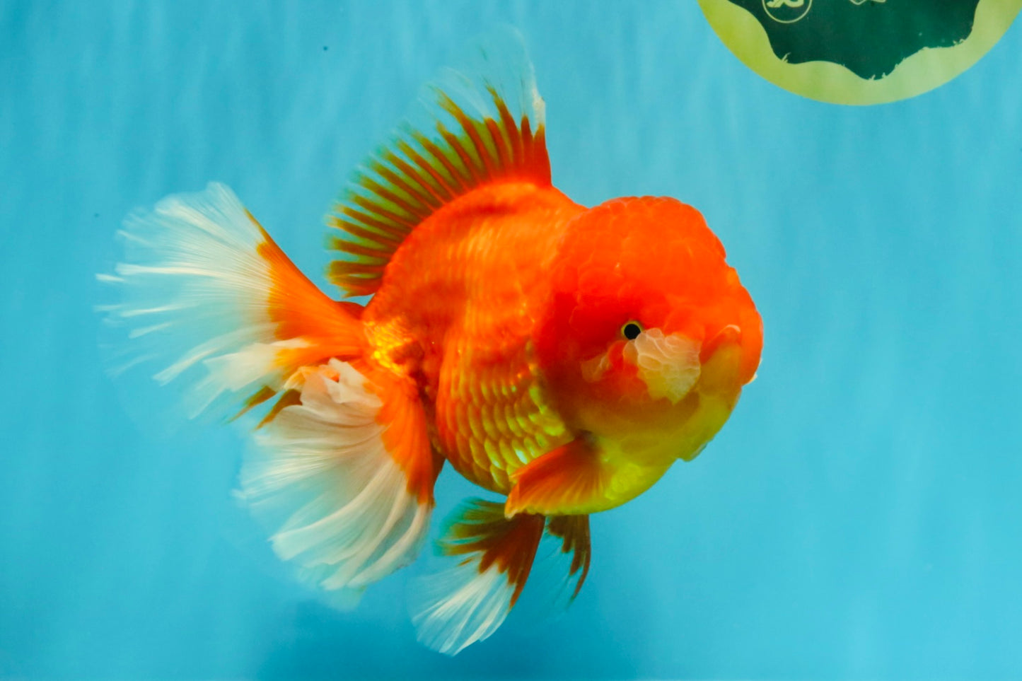 GIANT A Grade Jumbo Red White Oranda Female 7.5 inches #031326OR_05