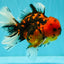 A Grade Tiger Oranda Male 6-6.5 inches #072426OR_20