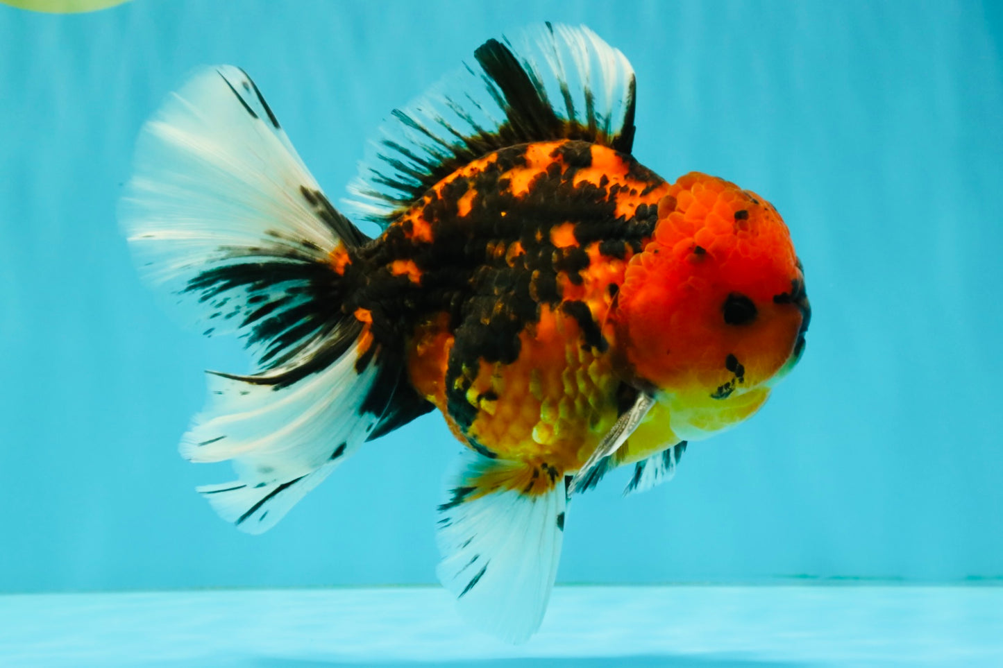 A Grade Tiger Oranda Male 6-6.5 inches #072426OR_20