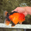 CHARLIE A Grade Apache Oranda Female 6-6.5 inches #080726OR_06