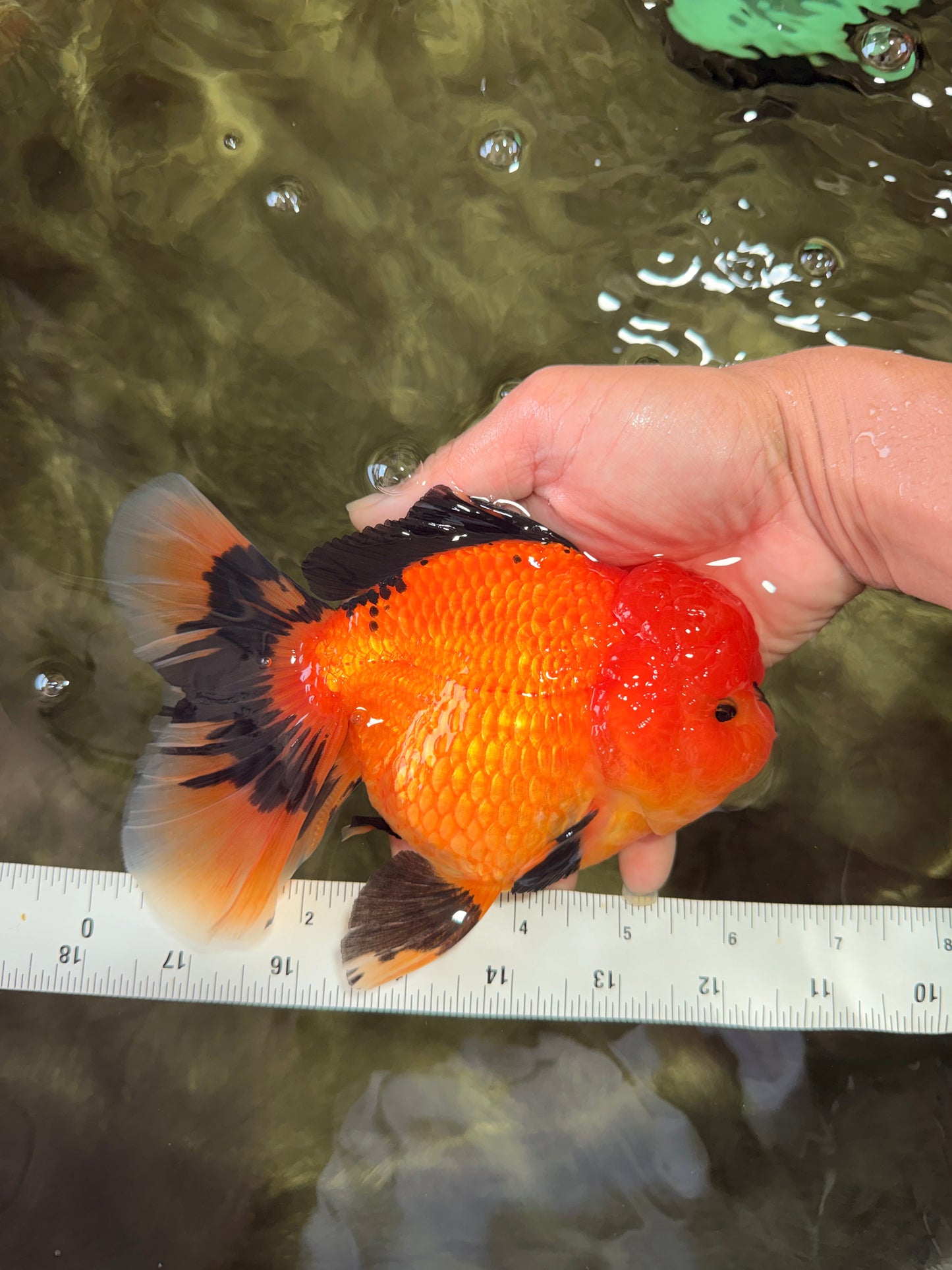 CHARLIE A Grade Apache Oranda Female 6-6.5 inches #080726OR_06