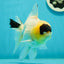 AAA Grade Panda Lemonhead Button Eyes Oranda Male 5.5 inches #110824OR_14