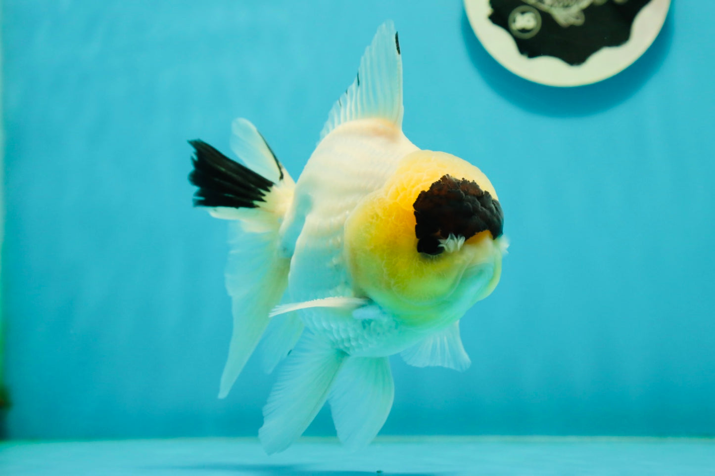 AAA Grade Panda Lemonhead Button Eyes Oranda Male 5.5 inches #110824OR_14