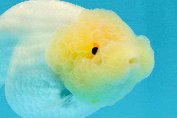 A Grade Dragon Head White LionQueen 4-4.5 inches #022726LC_25