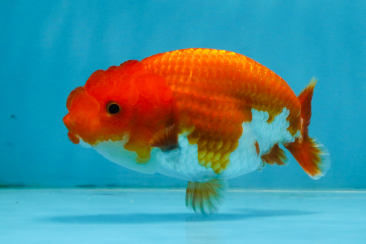 A Grade Red White LionQueen 4 inches #112825LC_04