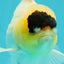 AAA Grade Panda Lemonhead Button Eyes Oranda Male 5.5 inches #110824OR_14