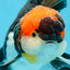 AAA Grade Tricolor Oranda Male 5.5 inches #052325_11