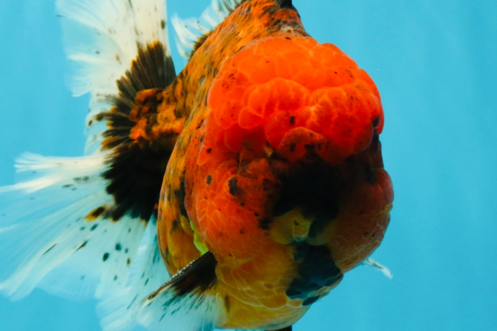 CHONKY AAA Grade Tiger Oranda Male 6.5 inches #022026OR_08