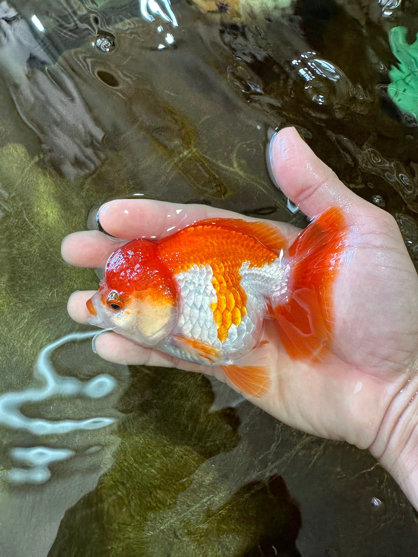 Red White Yuanbao Female 4-4.5 inches #062725YB_12