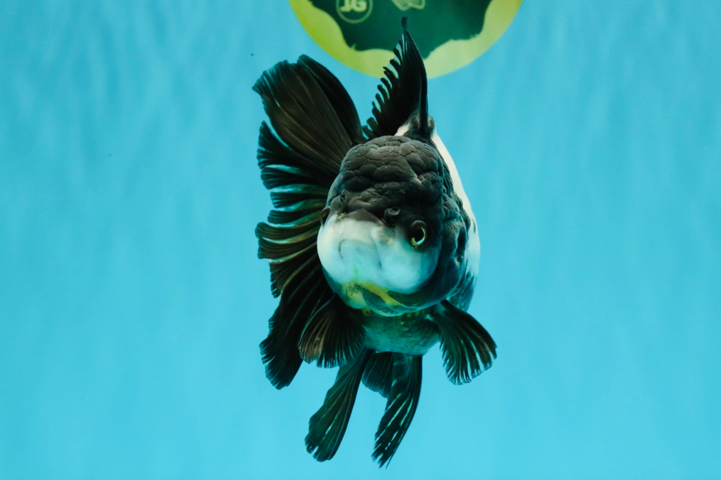ROYAL A Grade Panda Oranda Female 5.5-6 inches #031326OR_24