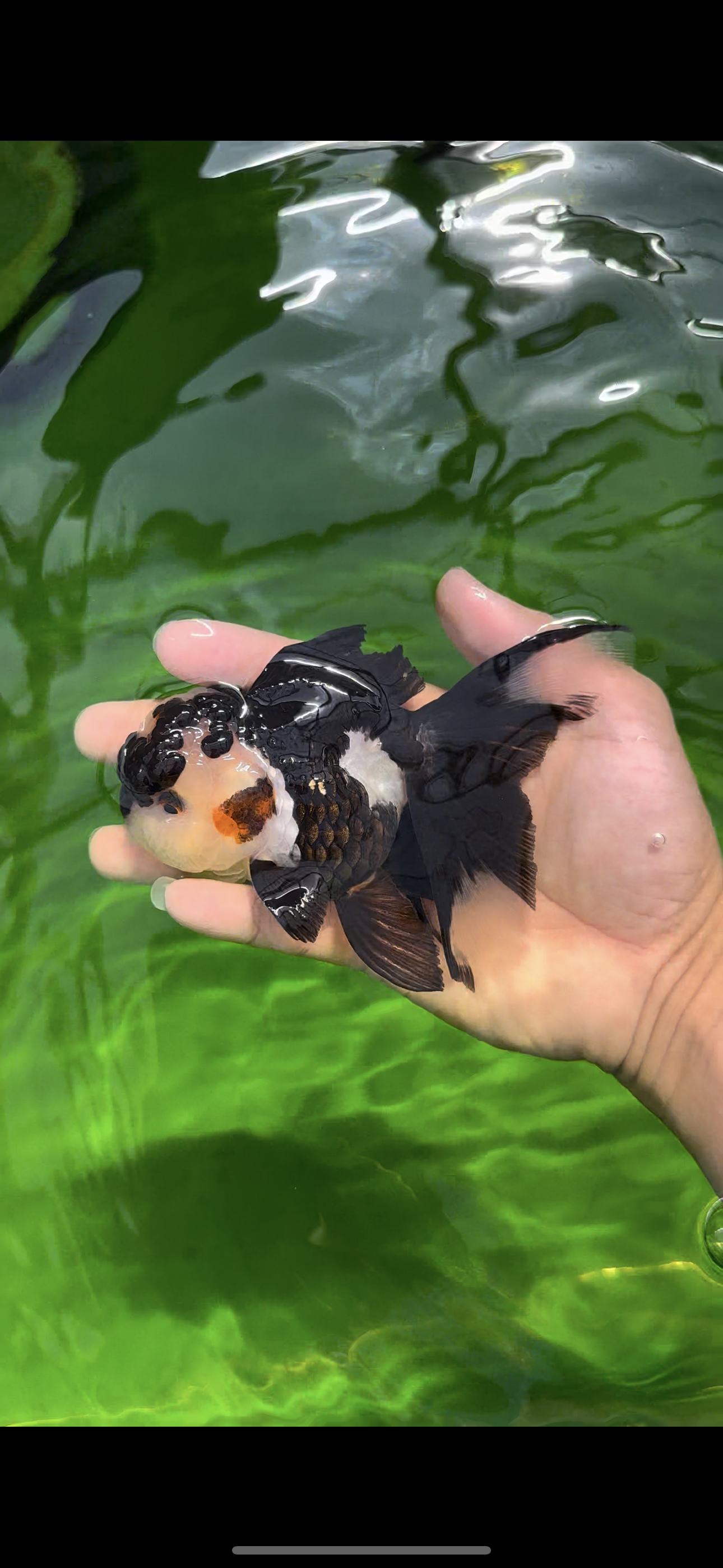 AAA Grade Batman Tricolor Oranda Female 4.5  inches #0510OR_14