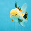 A Grade Tricolor Oranda Female 5 inches #050225OR_01