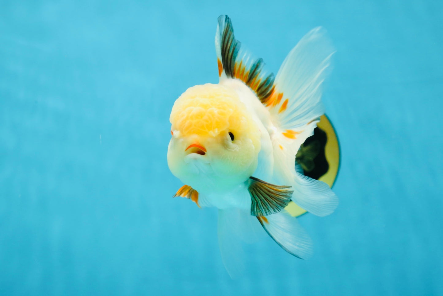 A Grade Tricolor Oranda Female 5 inches #050225OR_01