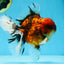 AAA Grade Young Godzilla Tiger Oranda Male 5.5 inches #080825OR_22