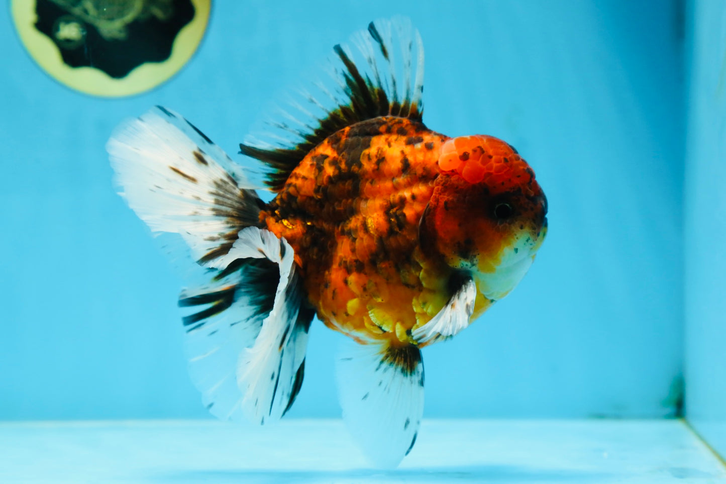 AAA Grade Young Godzilla Tiger Oranda Male 5.5 inches #080825OR_22