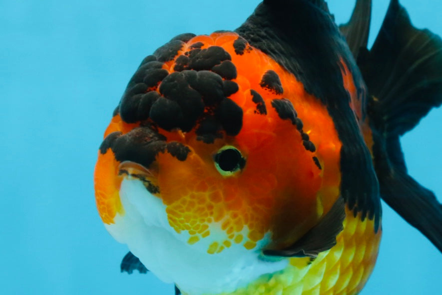 AAA Grade FIRE Apache Yuanbao Female 5-5.5 inches #091925YB_19