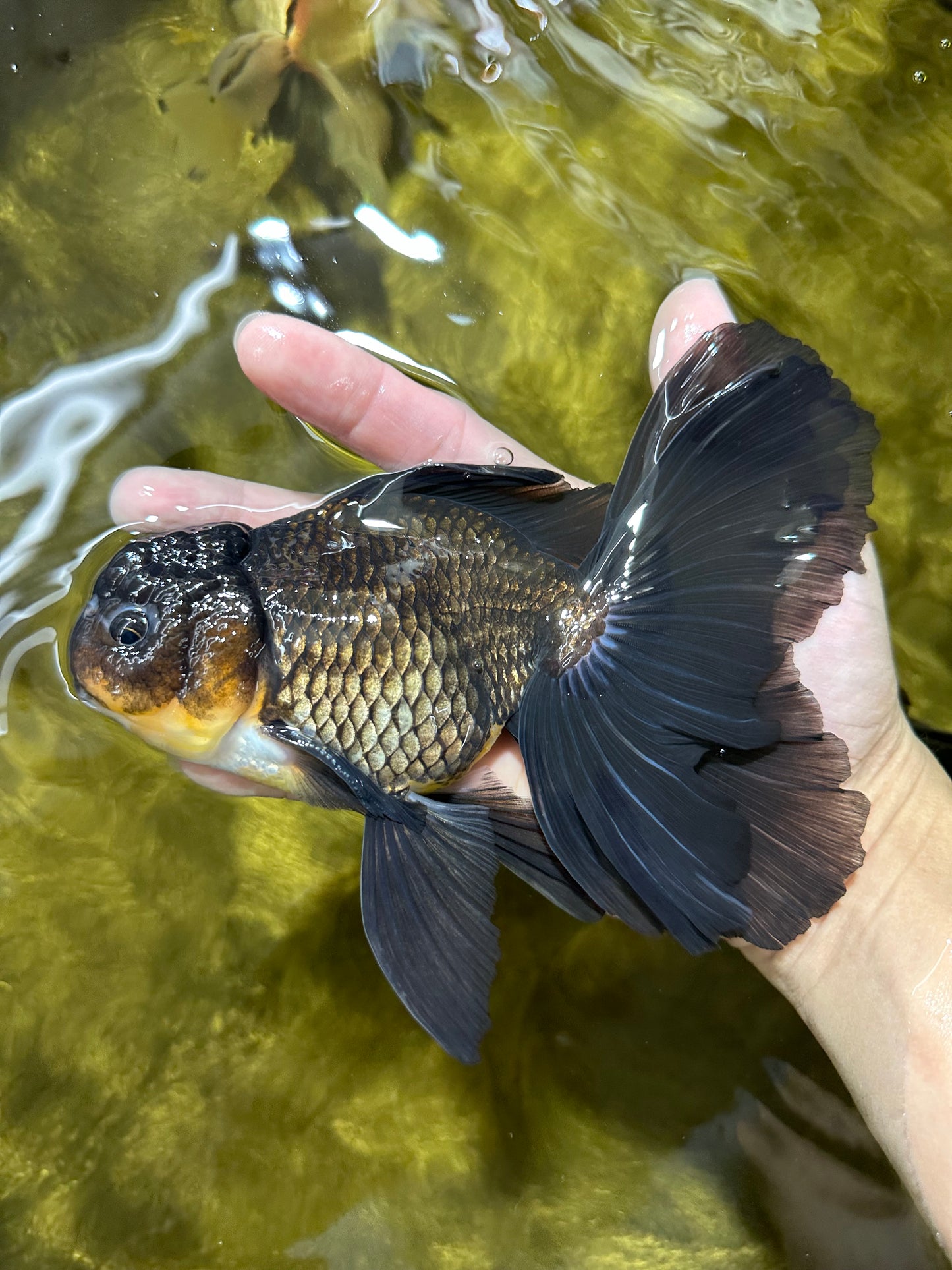 Black Oranda Male 6.5 inches #112224OR_17