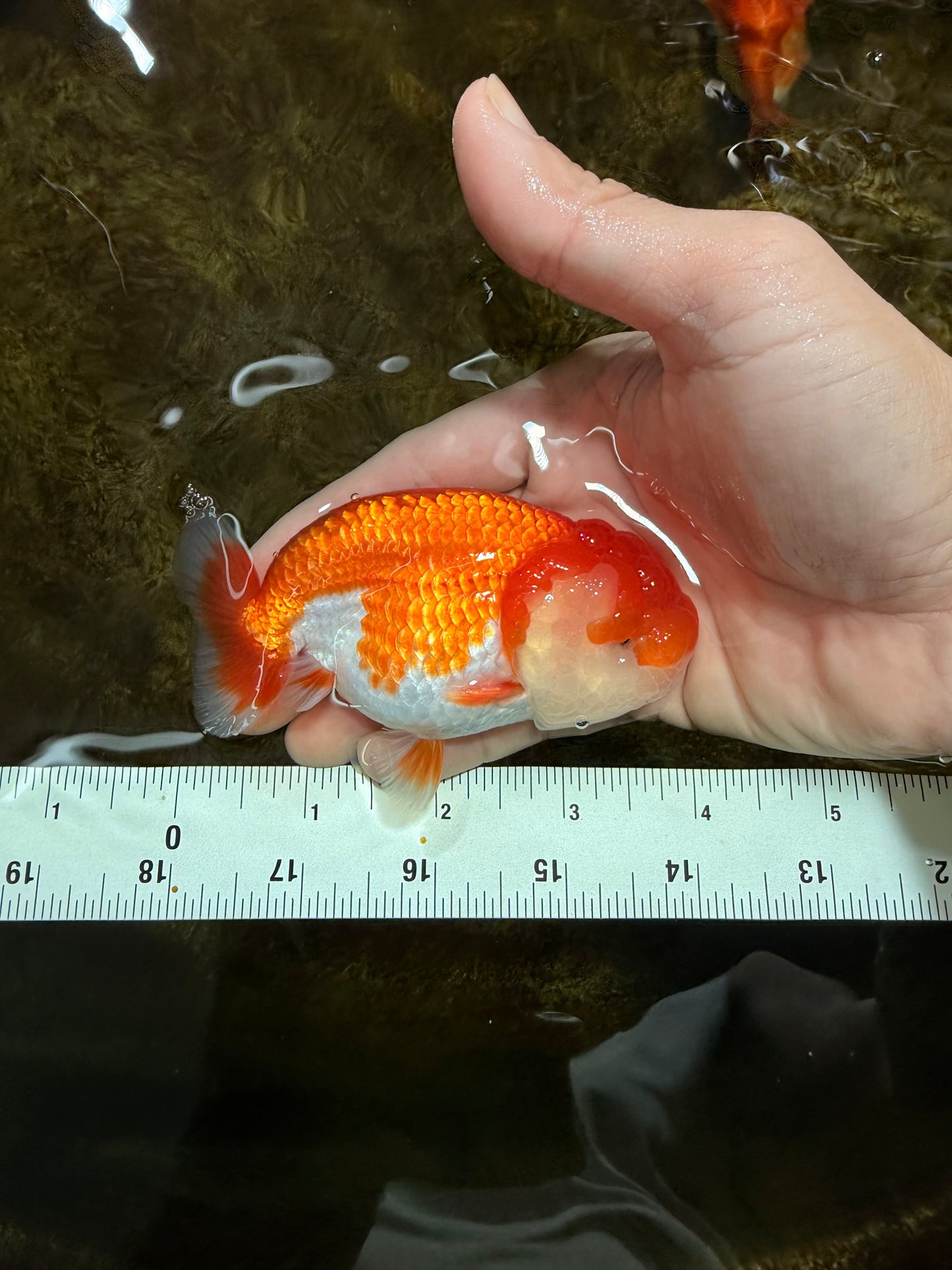 AAA Grade Red White LionQueen 4 inches #112825LC_02