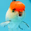 A Grade Cherry Head Tricolor Oranda Female 5-5.5 inches #0614OR_20