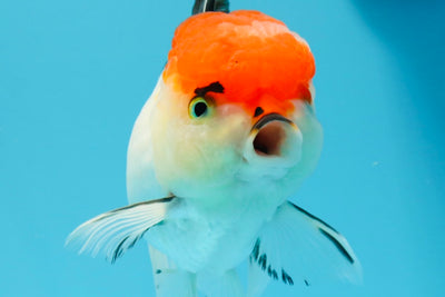 Oranda tricolor de cabeza de cereza de grado A, hembra de 5 a 5,5 pulgadas, n.º 0614OR_20