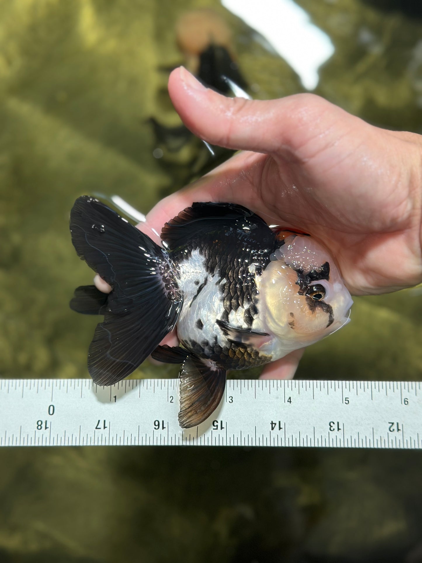 A Grade Tricolor Oranda Female 4.5-5 inches #120624OR_10