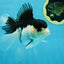 A Grade Panda Oranda Female 5-5.5 inches #051625OR_34