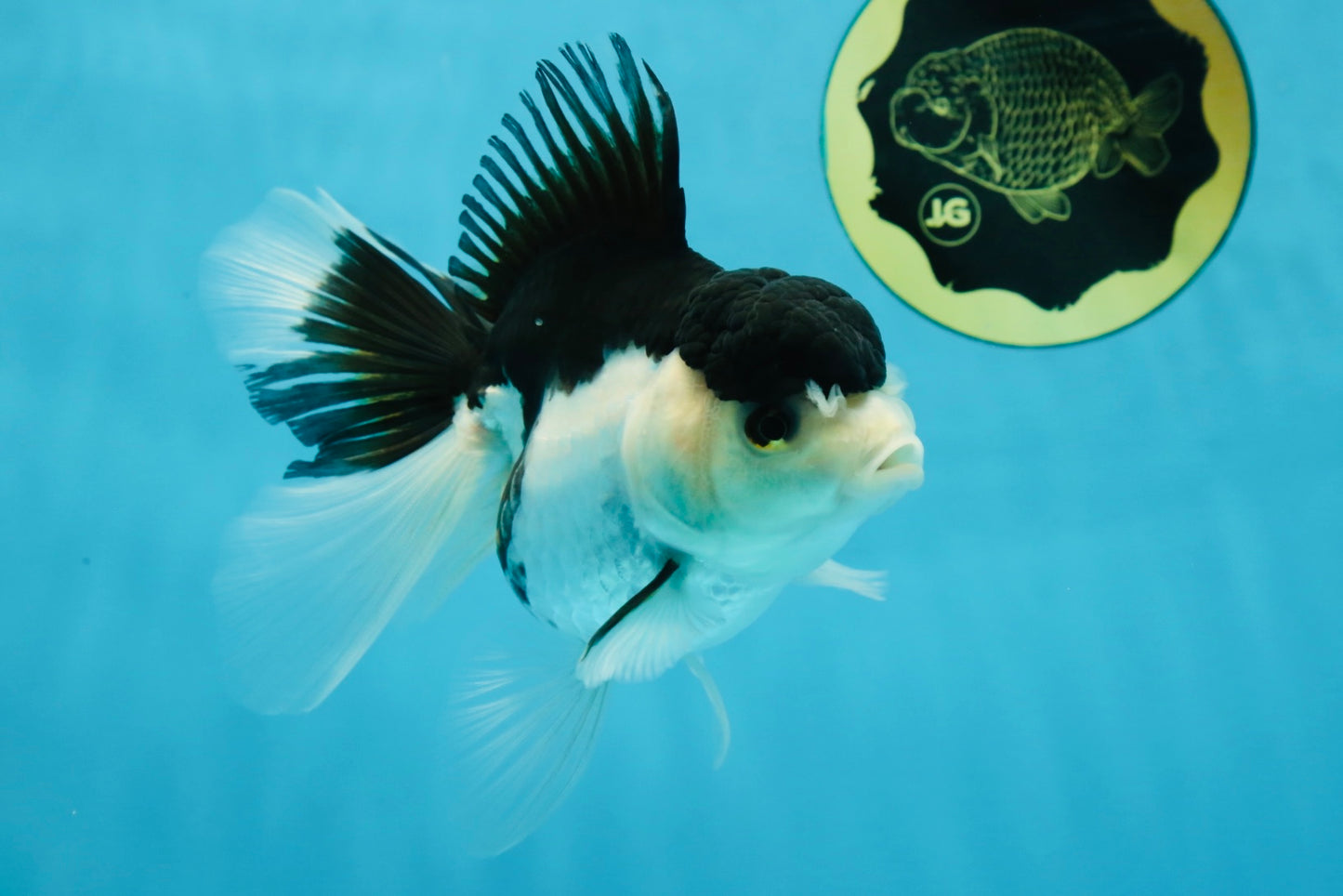 A Grade Panda Oranda Female 5-5.5 inches #051625OR_34