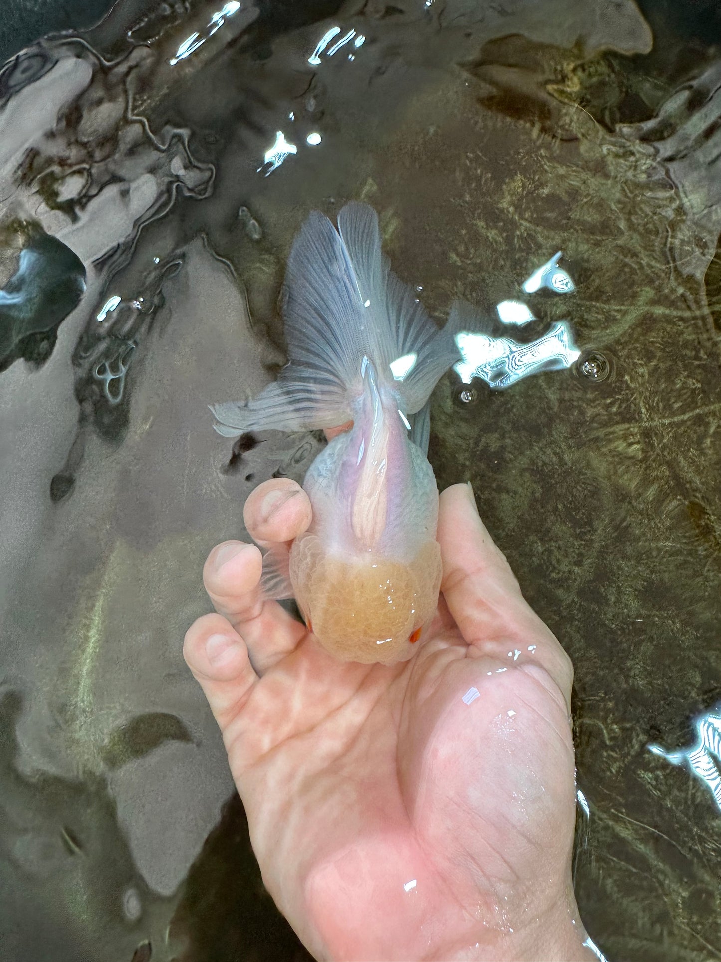 White Beauty Oranda Male 4.5-5 inches #071125OR_14