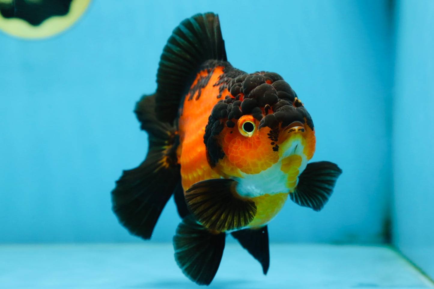 AAA Grade Apache Yuanbao Female 5 inches #081525YB_06