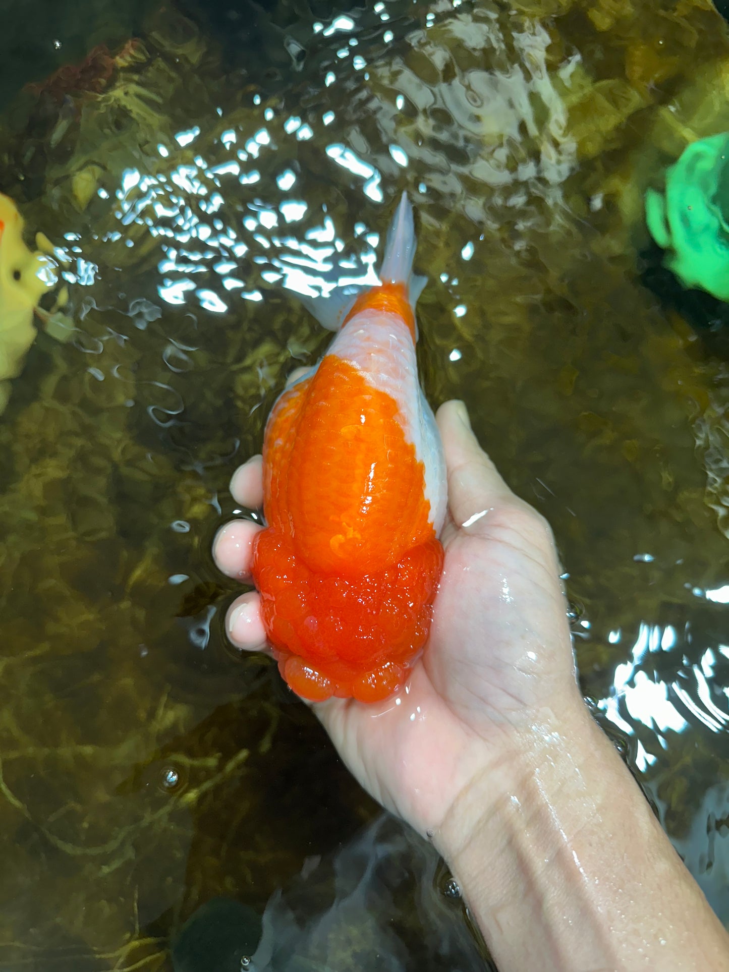 AAA Grade FLUFFY WEN Red White LionQueen 5.5-6 inches #090525LC_02