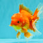 AAA Grade Red White Oranda Male 5.5 inches #080726OR_10