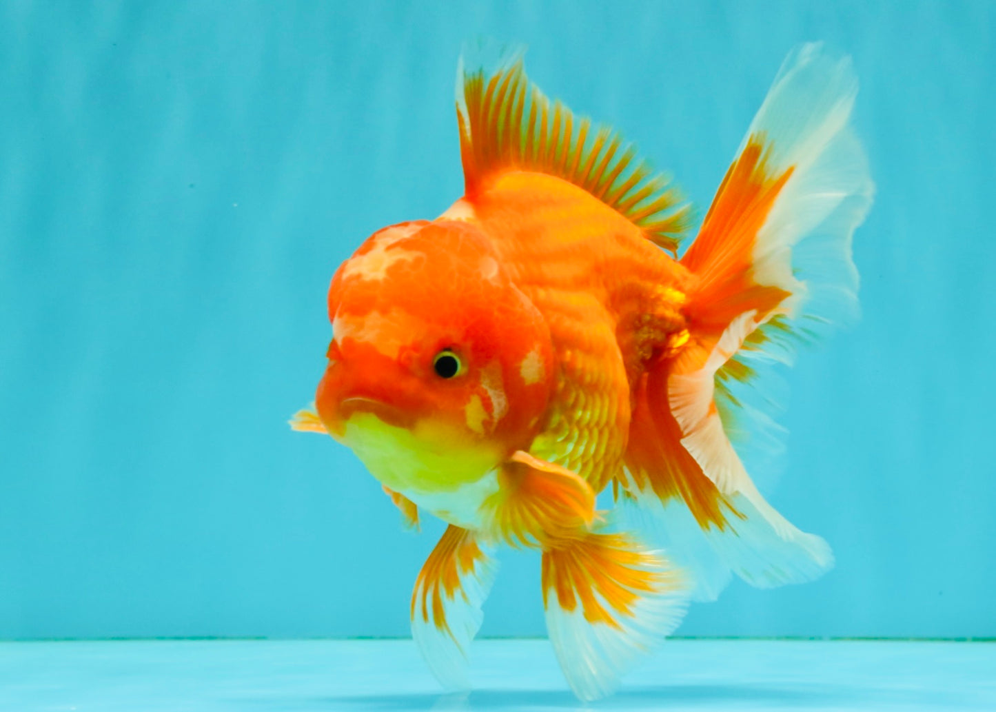 AAA Grade Red White Oranda Male 5.5 inches #080726OR_10