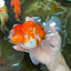 AAA Grade Young Godzilla Sakura Oranda Male 6-6.5 inches #081525OR_08