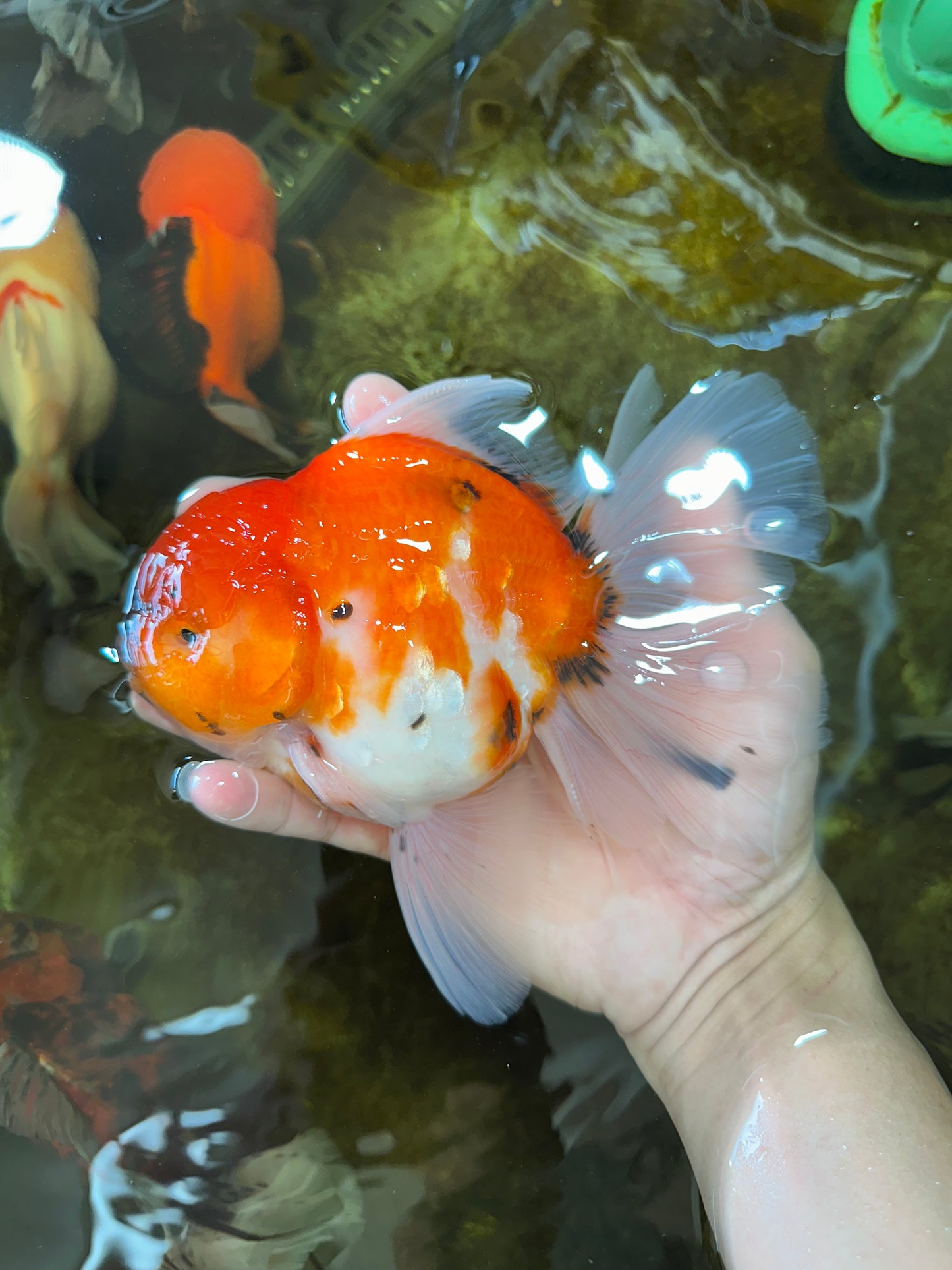 AAA Grade Young Godzilla Sakura Oranda Male 6-6.5 inches #081525OR_08