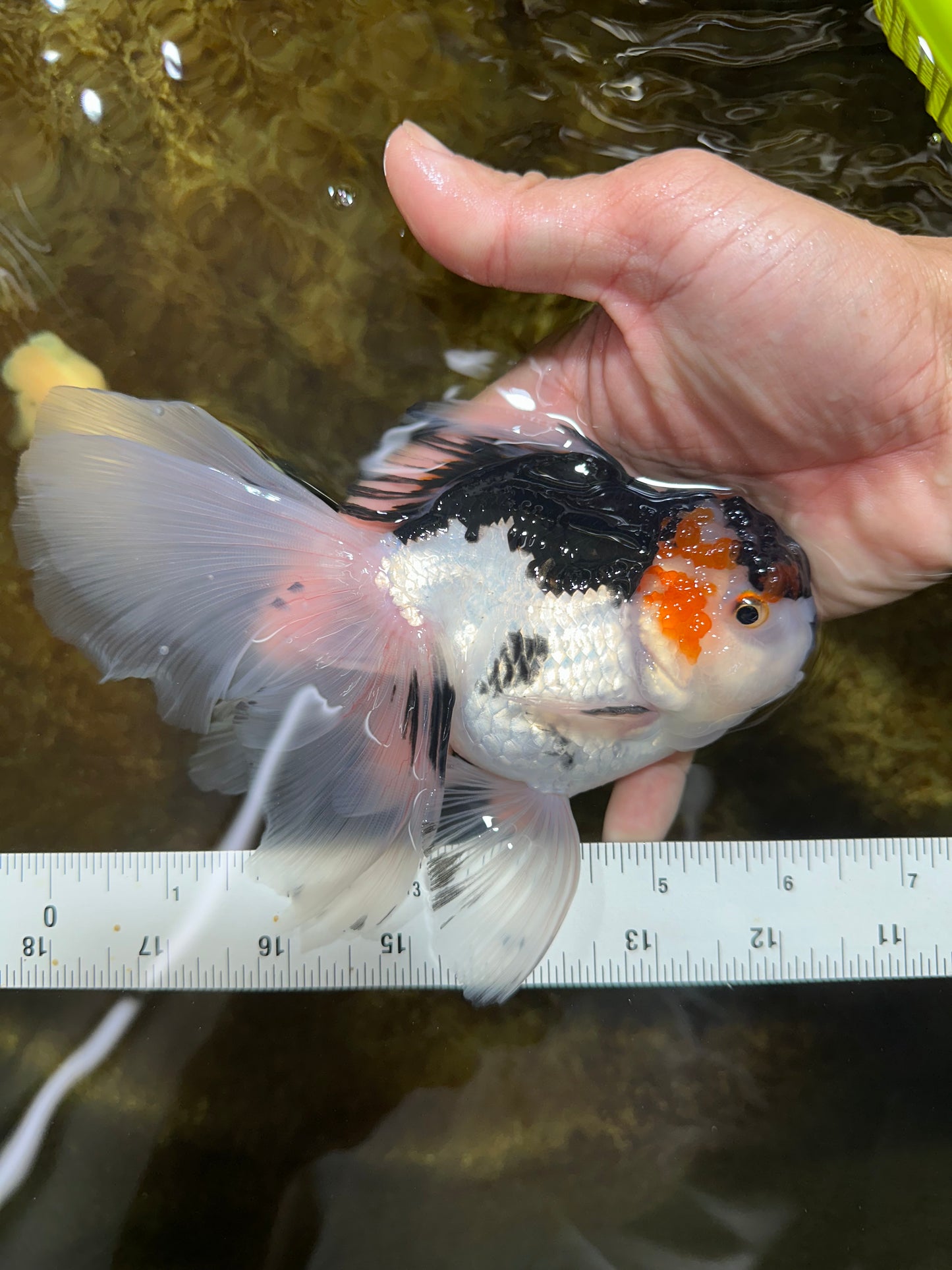 Tricolor Oranda Female 6 inches #090525OR_21