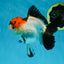 A Grade Lava Tricolor Red Head Oranda Female 5.5 inches #021425OR_20