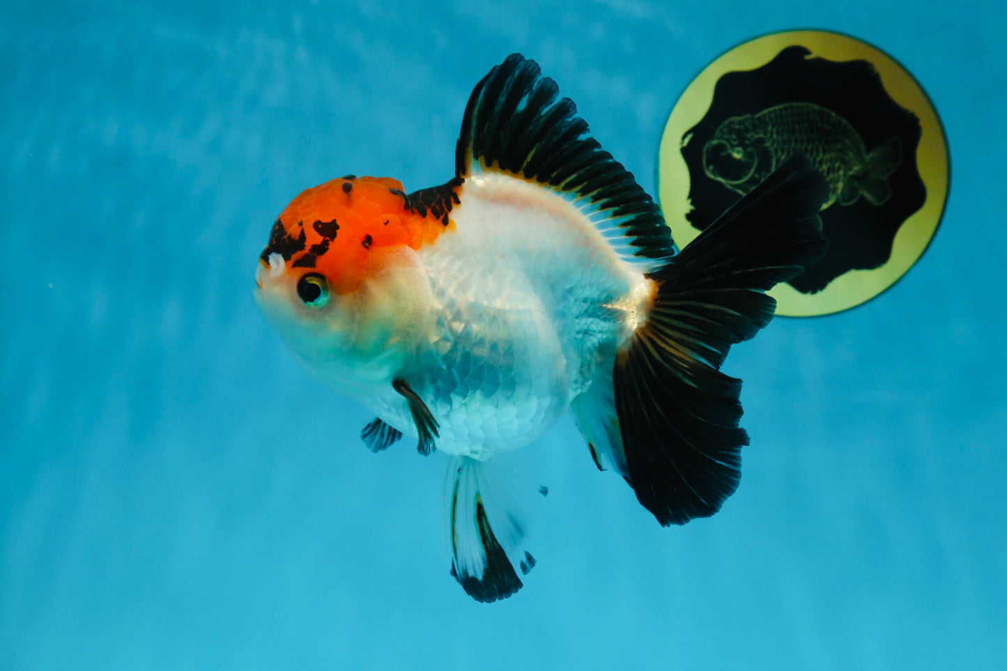 A Grade Lava Tricolor Red Head Oranda Female 5.5 inches #021425OR_20