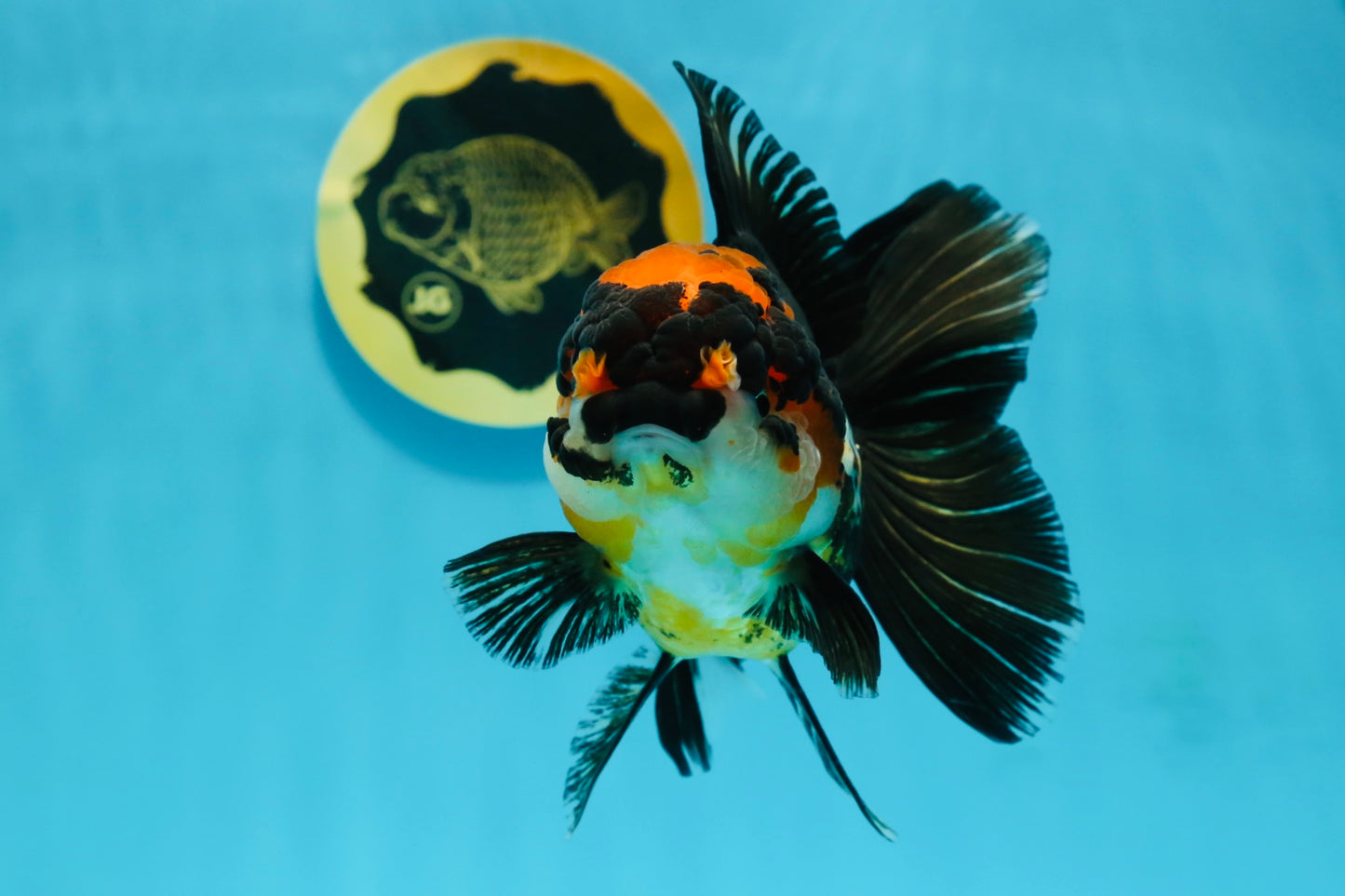 A Grade Tricolor Oranda Female 5-5.5 inches #120624OR_13