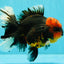 CHONKY AAA Grade Red Head Kirin Oranda Male 6-6.5 inches #072426OR_18