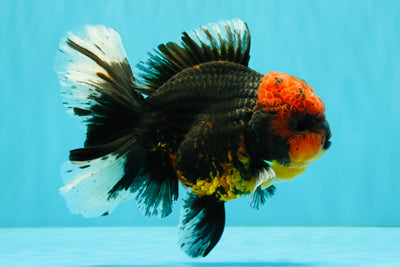 CHONKY AAA Grade Red Head Kirin Oranda Male 6-6.5 inches #072426OR_18